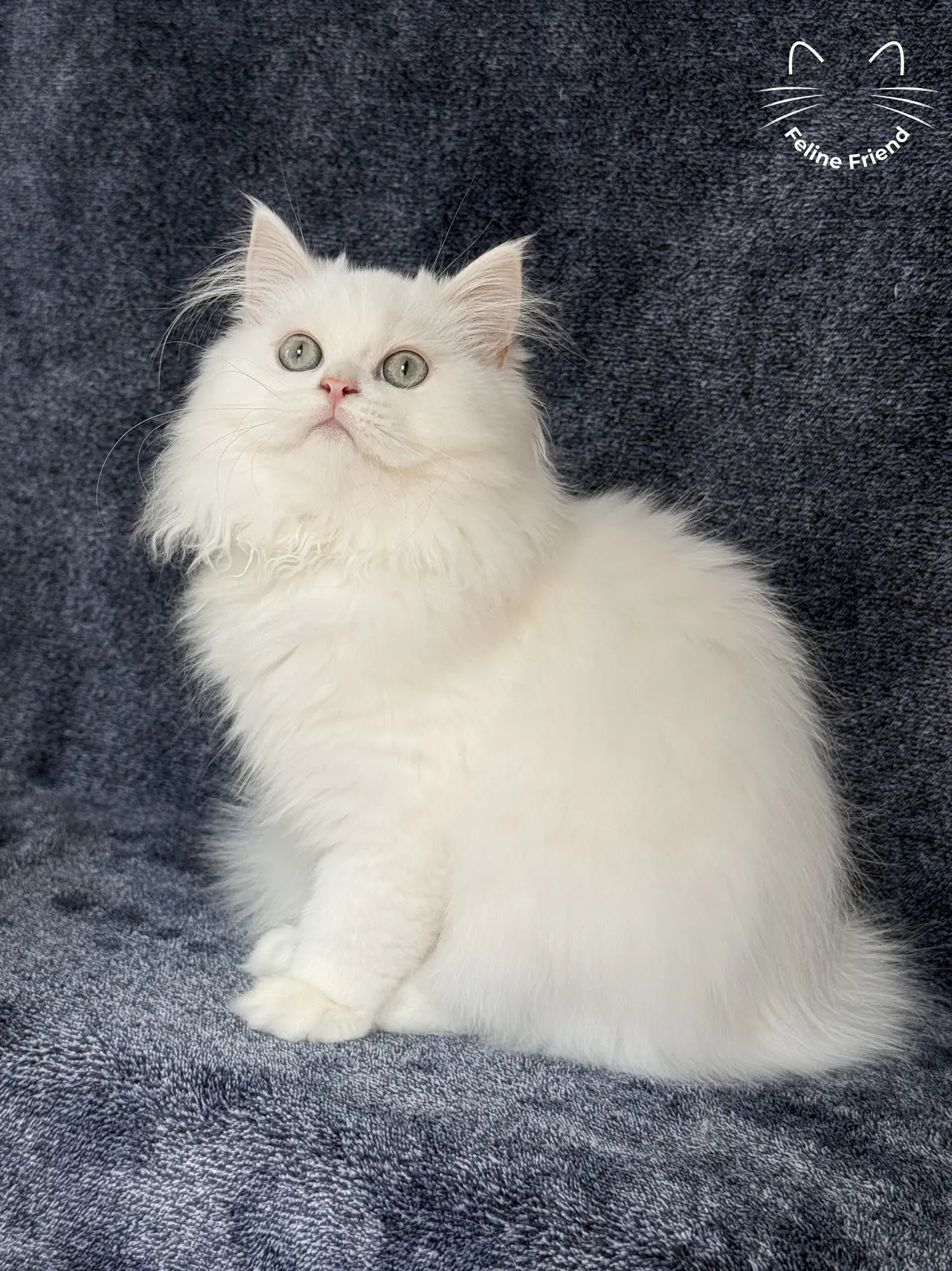 Cloud, a white / light-green-eyed persian kitten