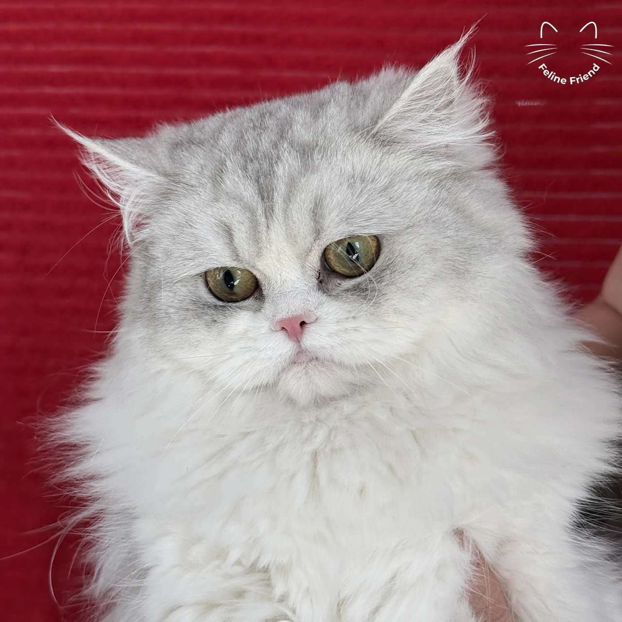 Daisy, a silver bicolor persian kitten