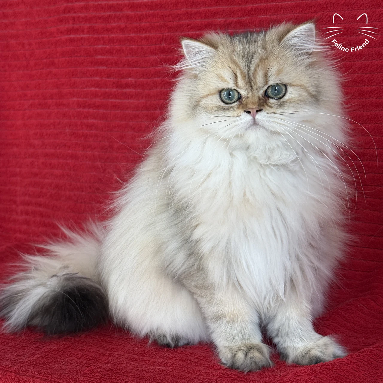 Honey, a golden shaded persian kitten