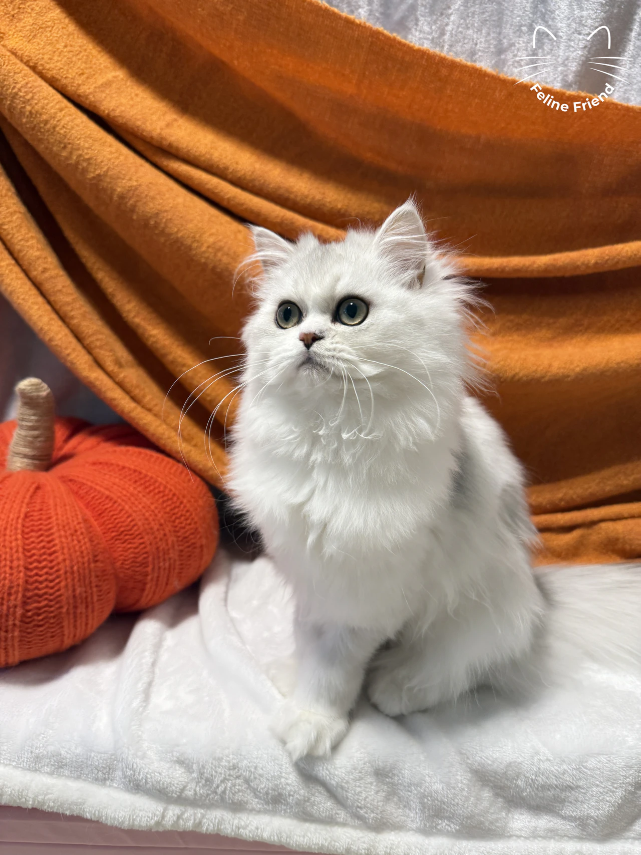 Lumy, a silver bicolor persian kitten