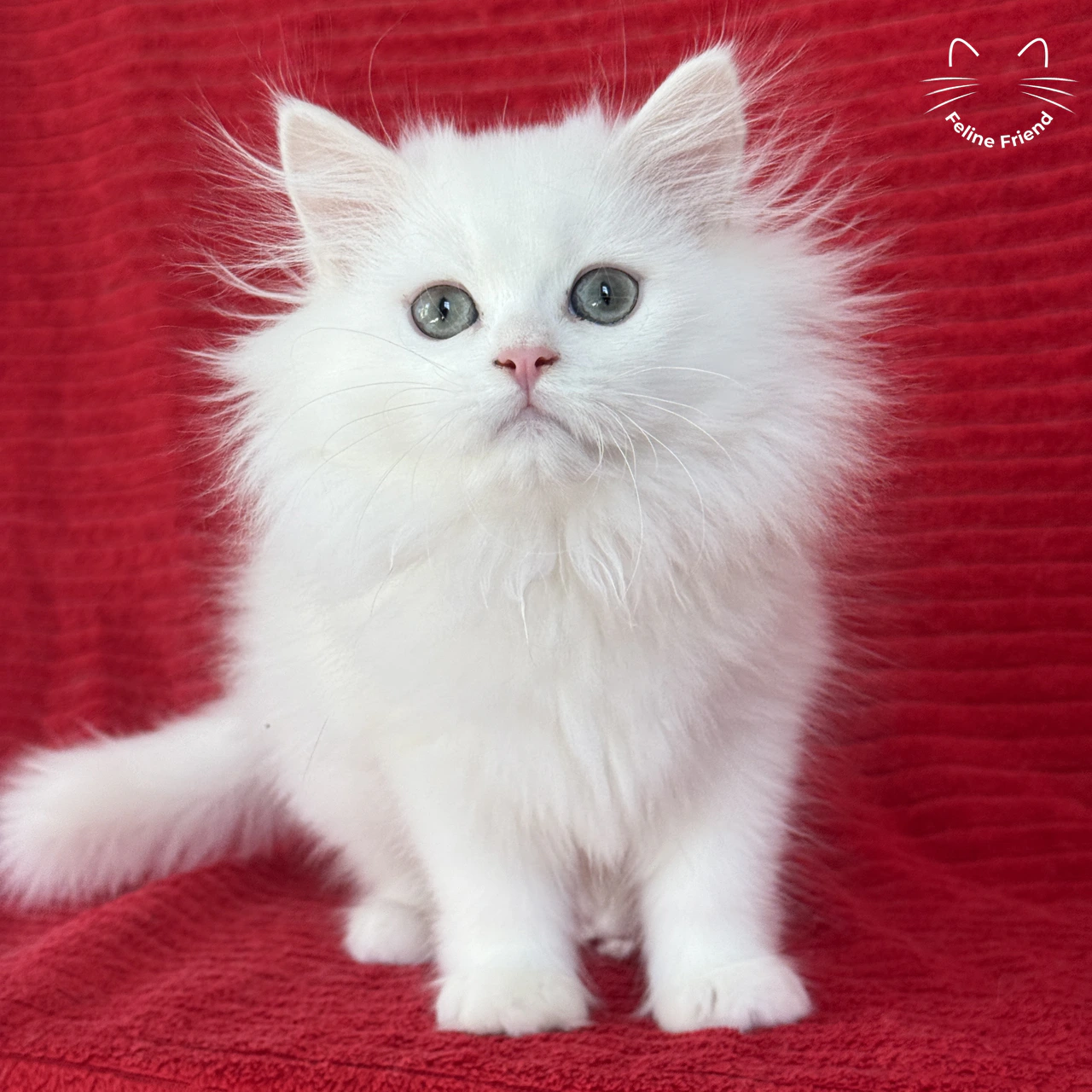 Marshmallow, a white persian kitten