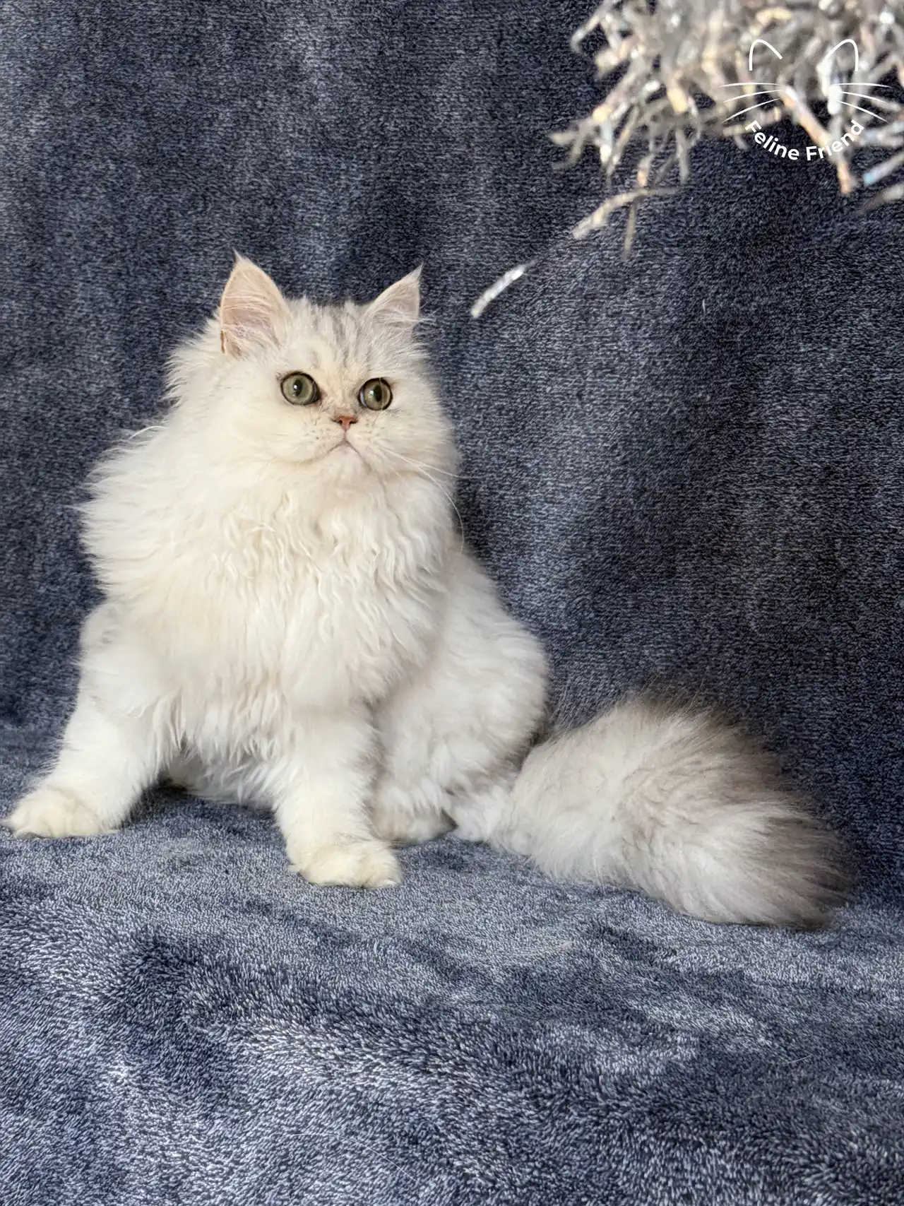 Muffin, a silver shaded exotic/persian kitten