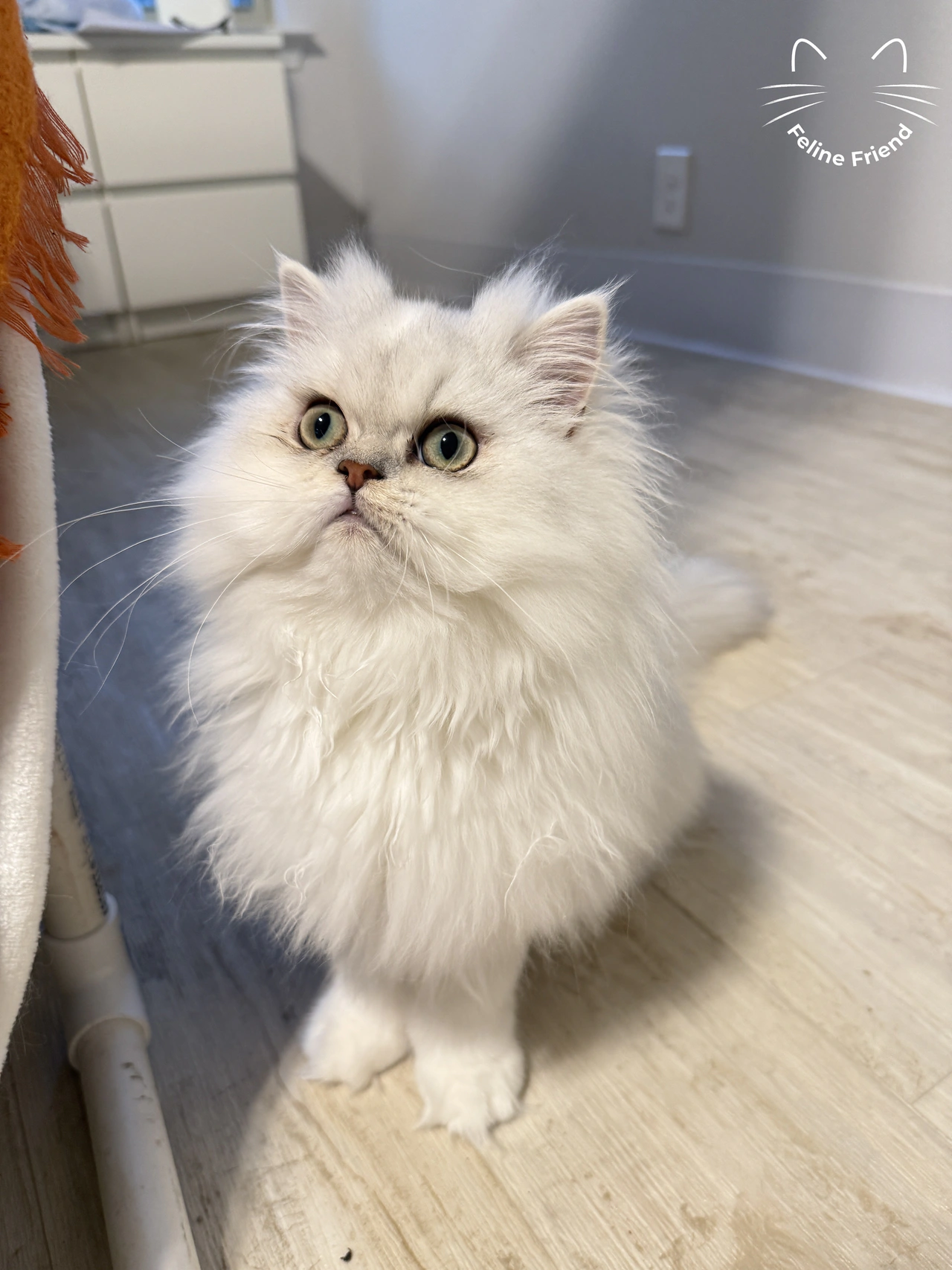 Nova, a silver bicolor persian kitten