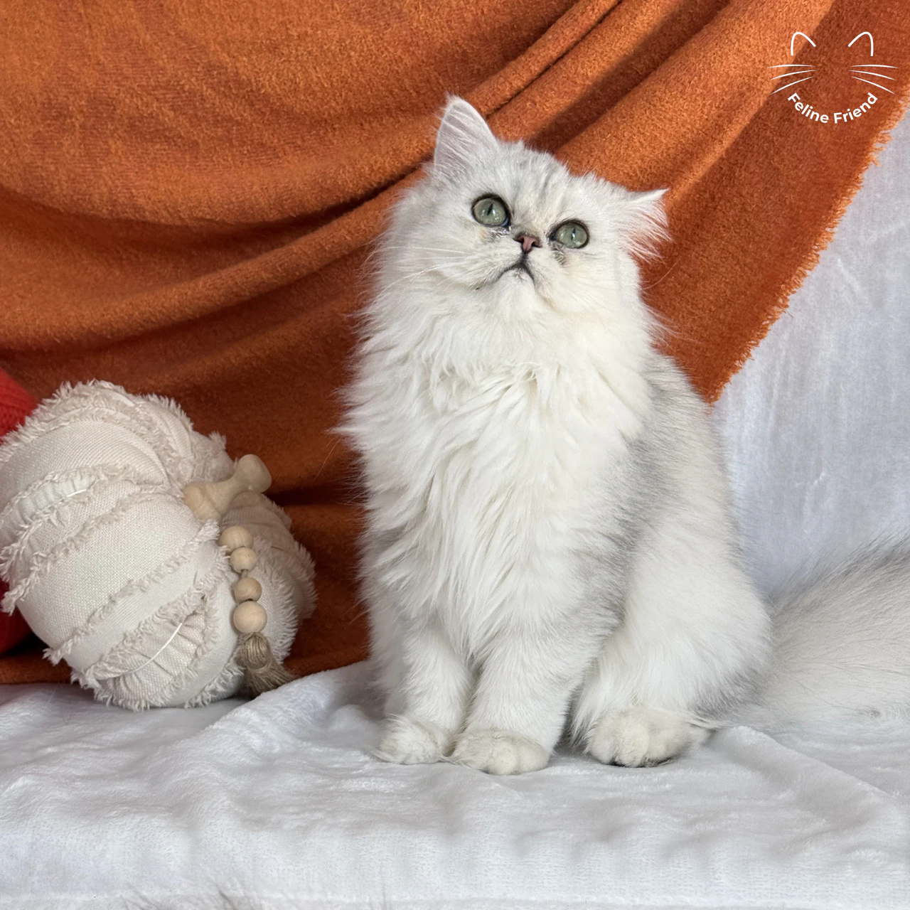 Olive, a silver shaded persian kitten