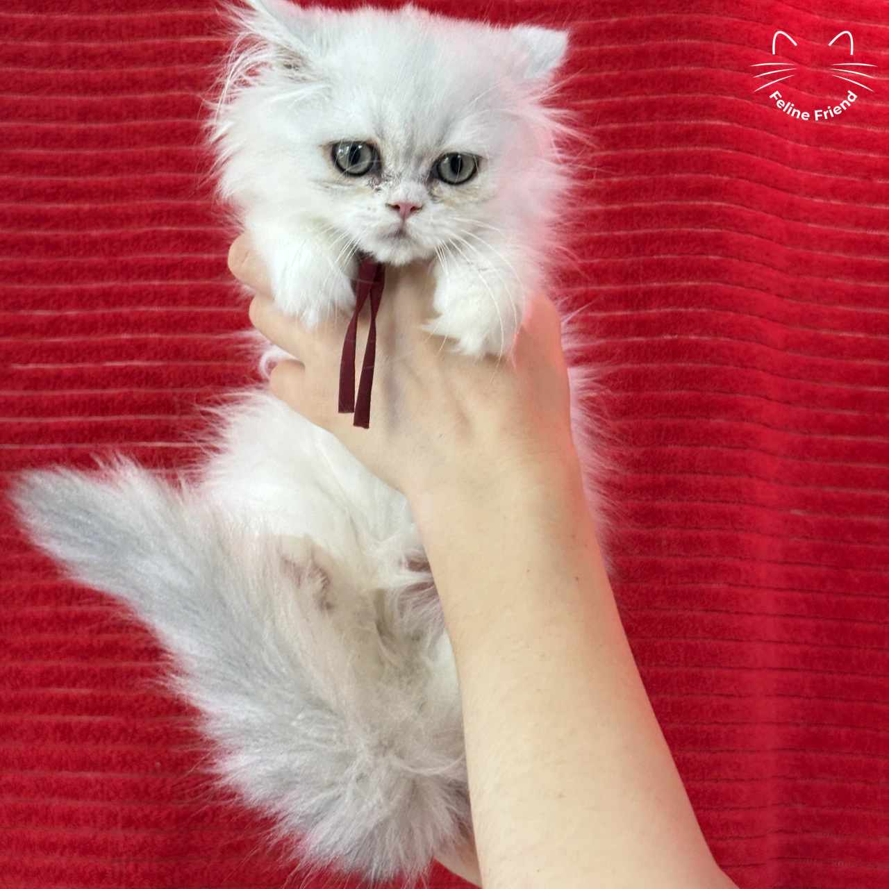 Raspberry, a bicolor persian kitten