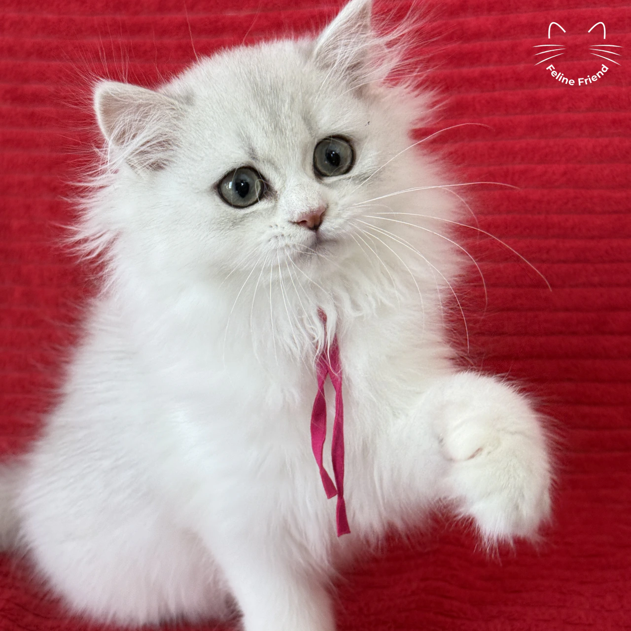 Strawberry, a silver bicolor persian kitten