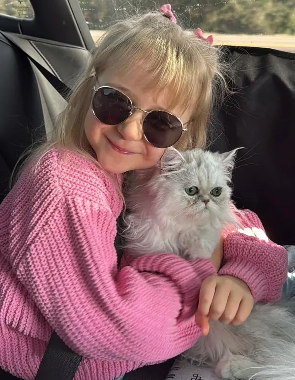Doll face Persian kitten available near San Antonio, TX