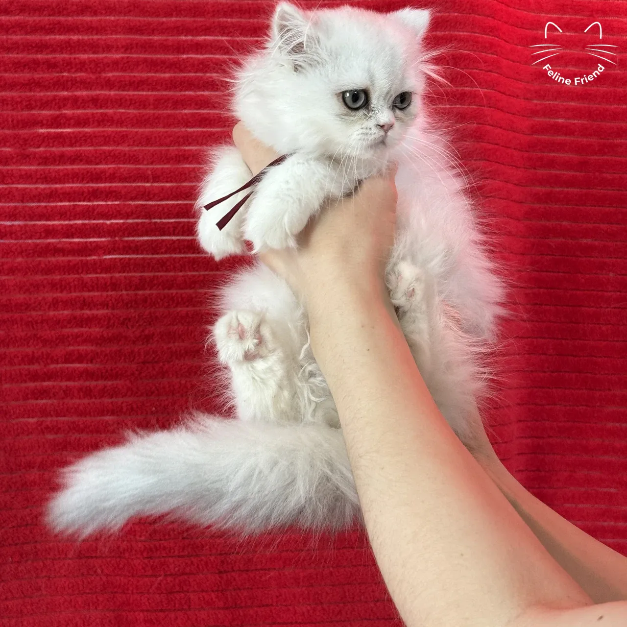 Raspberry, a bicolor persian kitten available near San Antonio, TX