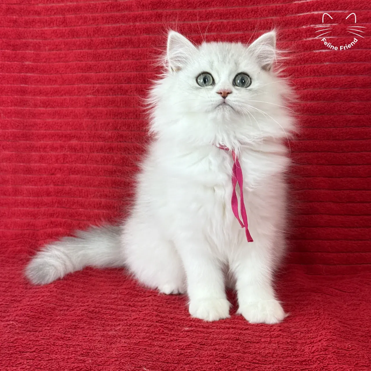 Strawberry, a silver bicolor persian kitten available near San Antonio, TX