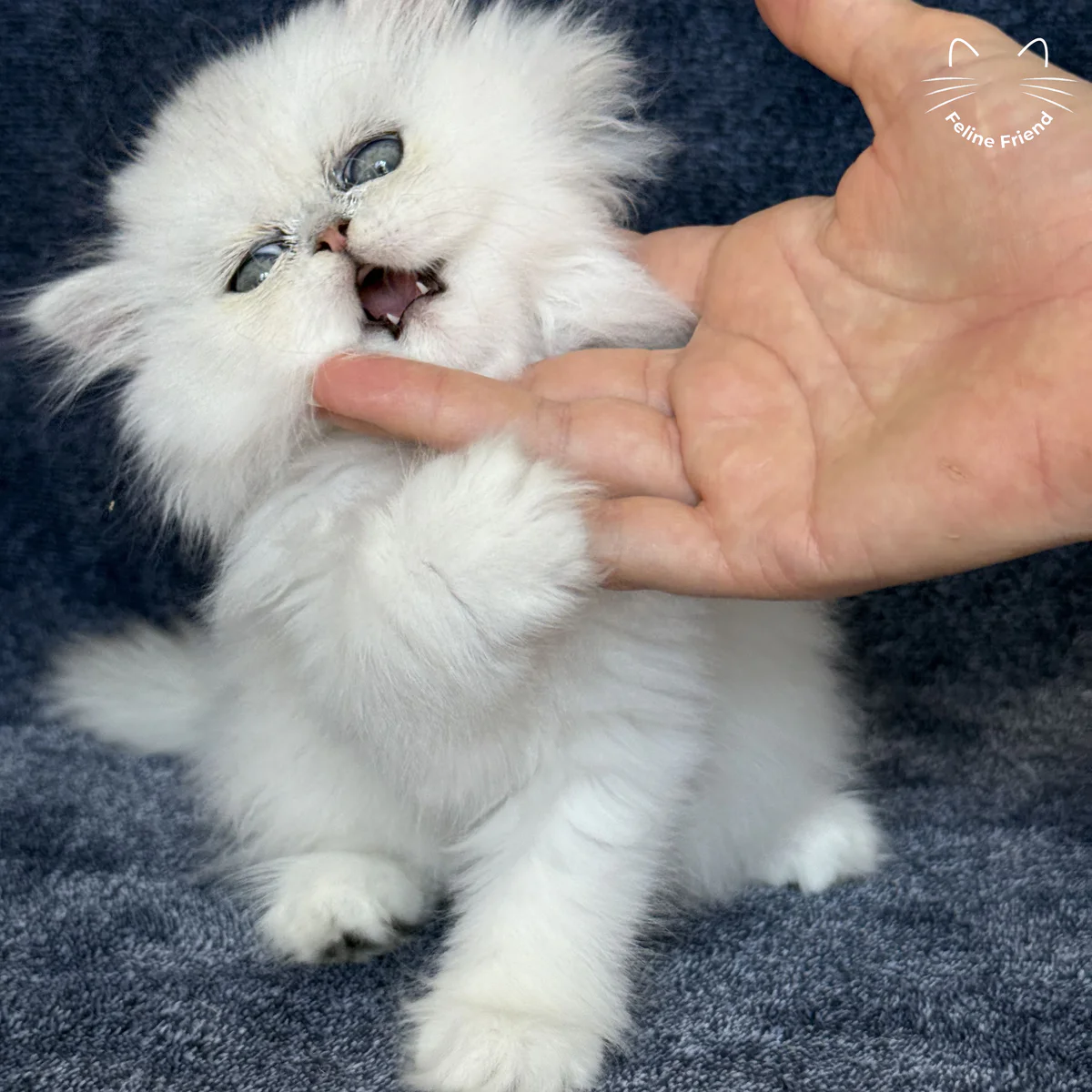 Vanilla, a silver chinchilla persian kitten — photo 11